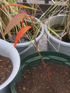 発芽から232日目、ネクタリンを植え替えた