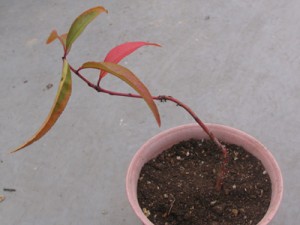 盆栽風ネクタリン