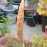 ひからびた物体、これなーんだ？