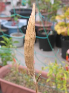 ひからびた物体、これなーんだ？