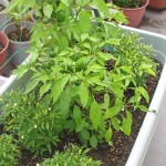 プリック八月末ごろ、四川唐辛子と一緒に育ててました