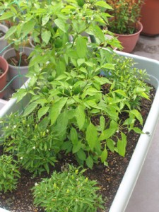 プリック八月末ごろ、四川唐辛子と一緒に育ててました