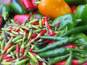 唐辛子類の収穫、カラ－ピーマンも