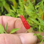 ちっちゃい唐辛子なんです