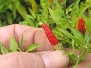 ちっちゃい唐辛子なんです