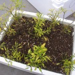 プリッキーヌの越冬準備