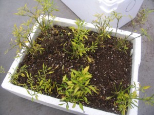 プリッキーヌの越冬準備