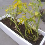 他の唐辛子類も