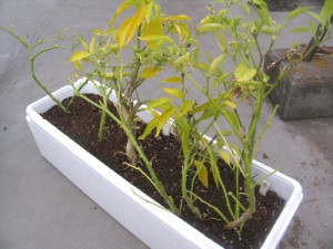 他の唐辛子類も