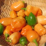 緑の実も、全部収穫しました