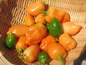 緑の実も、全部収穫しました