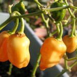 ハバネロが色づきました
