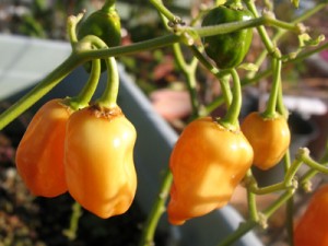 ハバネロが色づきました