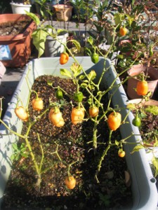 ハバネロオレンジ、発芽から249日目