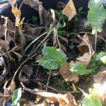 12月、西洋わさびの葉が枯れました