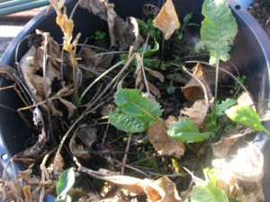 12月、西洋わさびの葉が枯れました