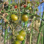 12月のミニトマト・トリニティ