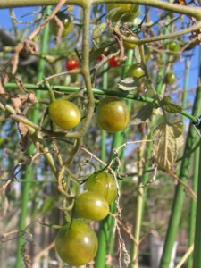 12月のミニトマト・トリニティ