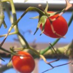 まっ赤に色づくドルチェ