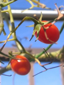 まっ赤に色づくドルチェ