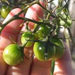 ツヤツヤ丸い青トマト