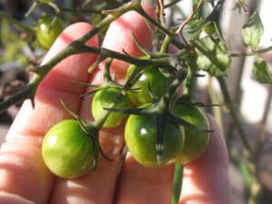 ツヤツヤ丸い青トマト