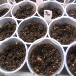 プラカップを使って種まきします