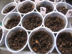 プラカップを使って種まきします