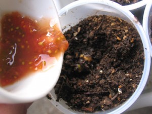 超簡単！ミニトマトの種まきです