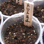 芽吹きを待つ王子様