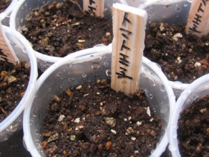 芽吹きを待つ王子様