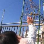 冬トマトを収穫する娘