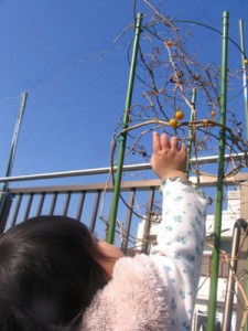 冬トマトを収穫する娘