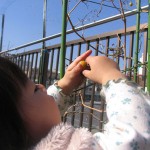 酸っぱそうだけど、食べ物だから良しとする