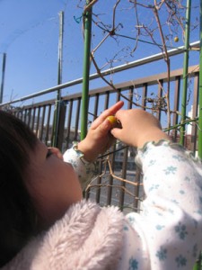 酸っぱそうだけど、食べ物だから良しとする