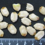 ゴーヤ1本から、これだけの種がとれました