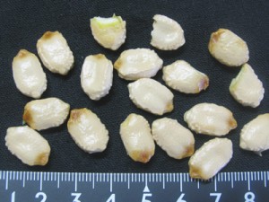 ゴーヤ1本から、これだけの種がとれました