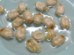 種まき前に、一晩水に漬けます