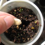 カップに種を蒔きました