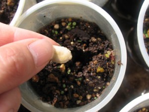 カップに種を蒔きました