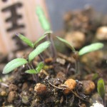 トマト王子、発芽しました