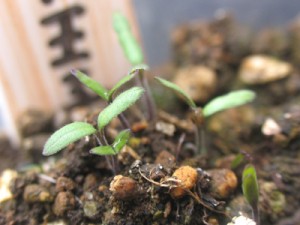 トマト王子、発芽しました
