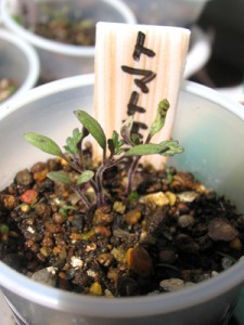 トマト王子、双葉の間から本葉が出てきました