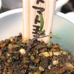 小さな容器で育てている時は、間引いてあげてね