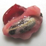 ミラクルフルーツの果肉、少し甘みがあります