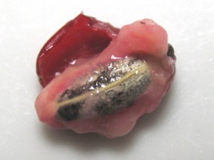 ミラクルフルーツの果肉、少し甘みがあります