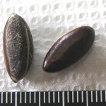 ミラクルフルーツのタネ