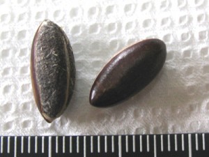 ミラクルフルーツのタネ