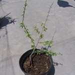 ウメ、発芽から791日目