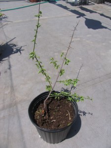 ウメ、発芽から791日目